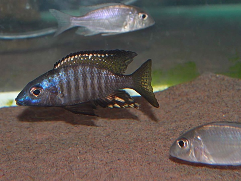 Aulonocara aquilonium 'Mdoka Reef'